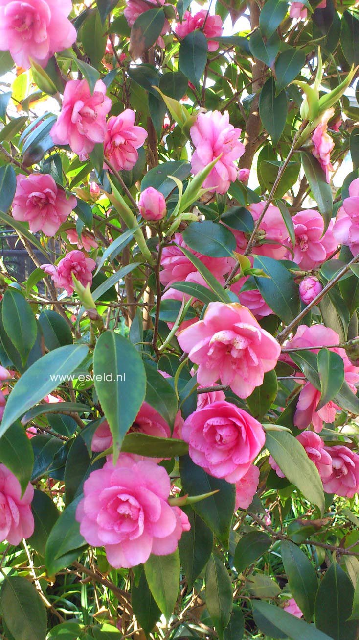 Camellia japonica 'Spring Festival'