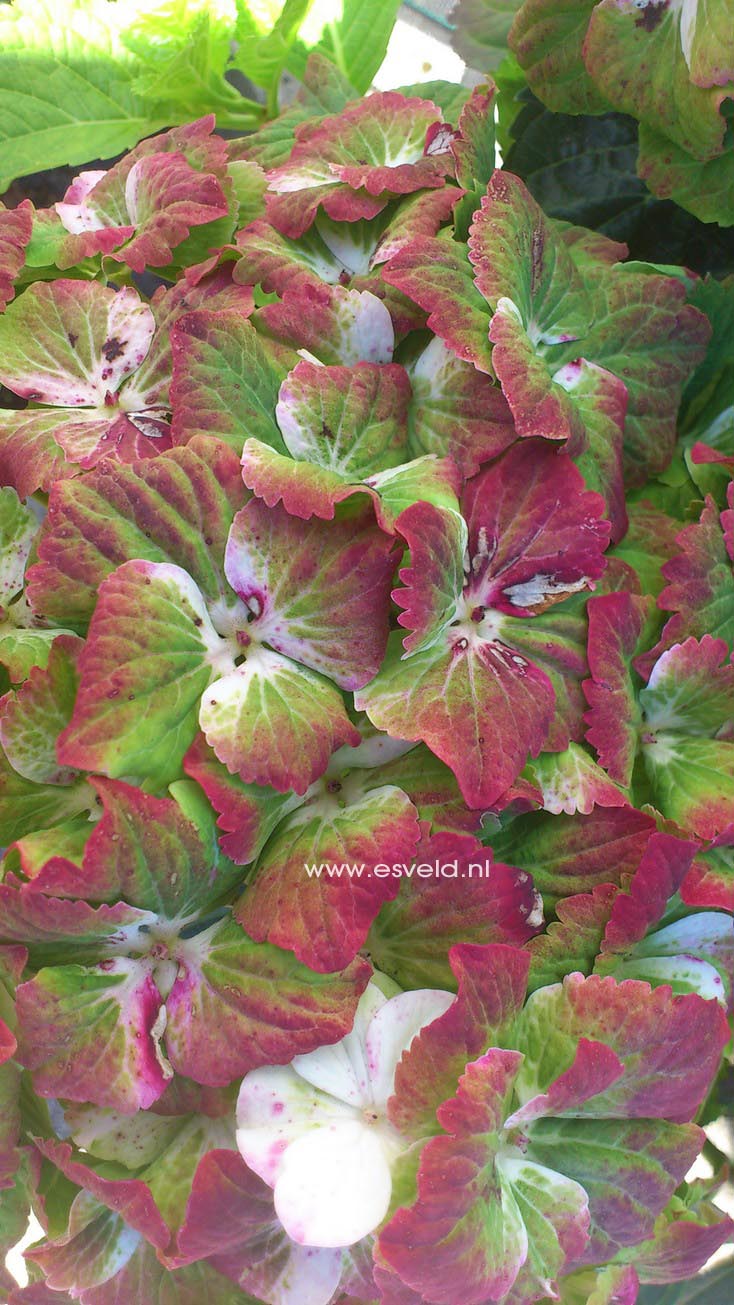 Hydrangea macrophylla 'Maculata'