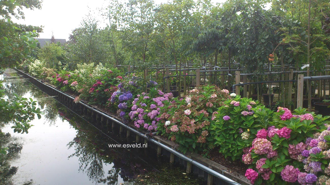 Hydrangea macrophylla