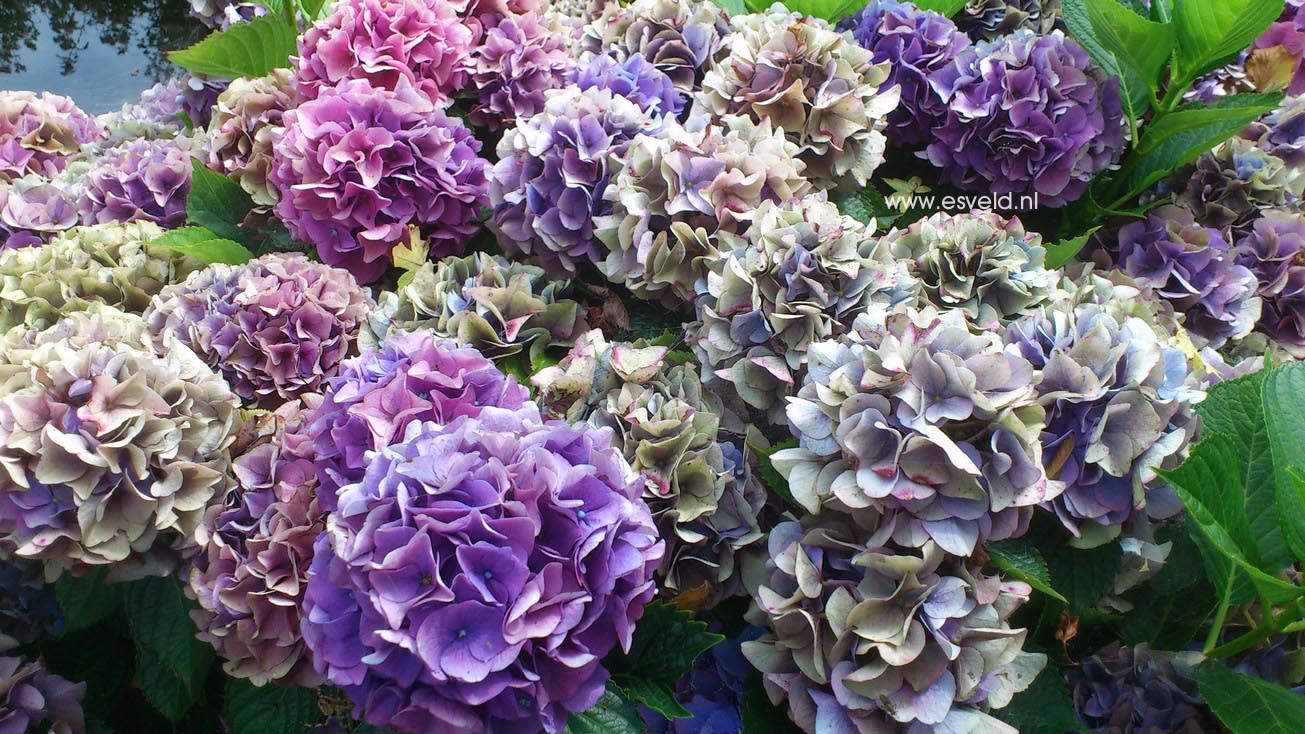 Hydrangea macrophylla