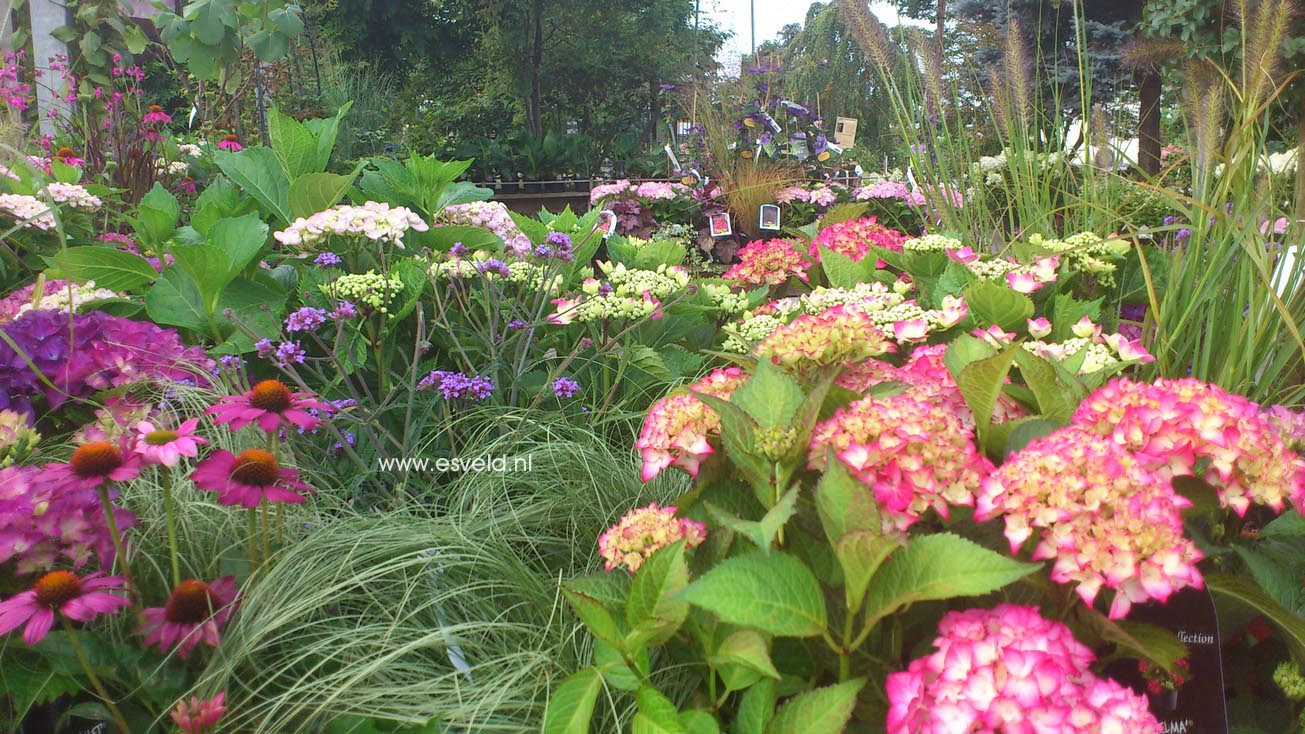 Hydrangea macrophylla