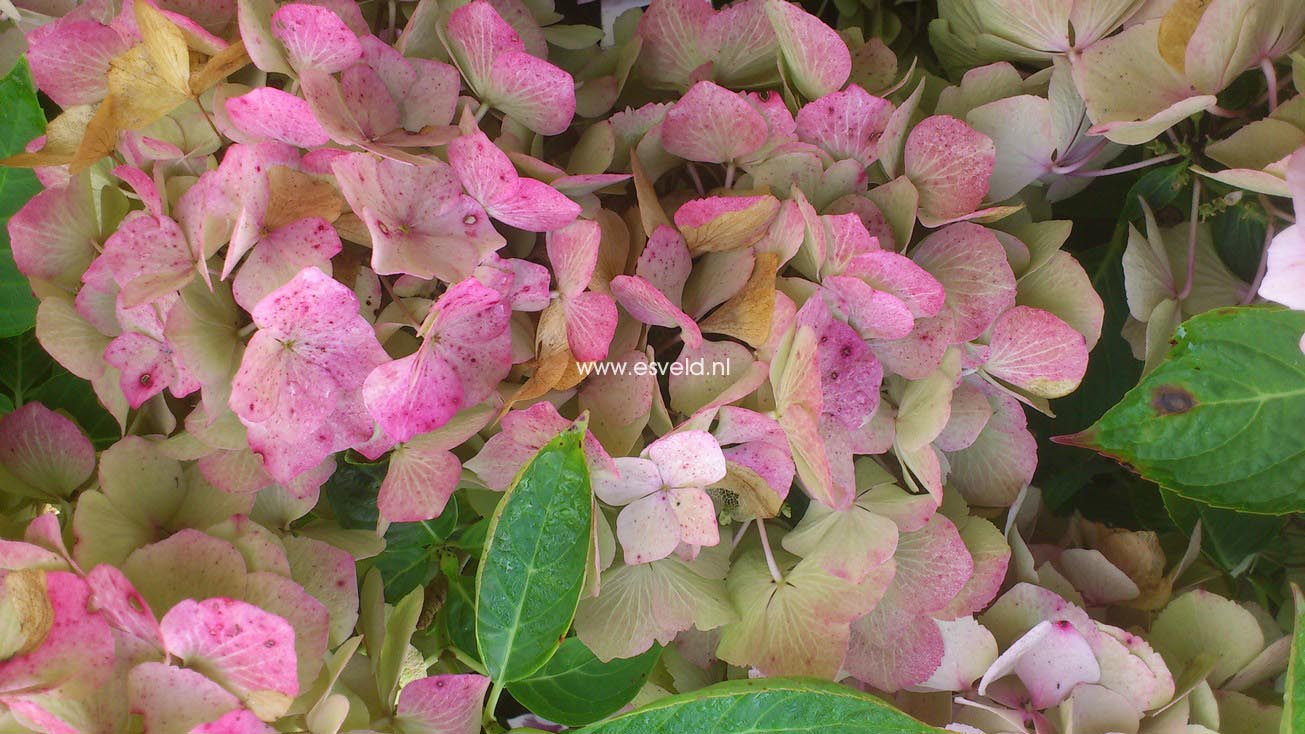 Hydrangea macrophylla