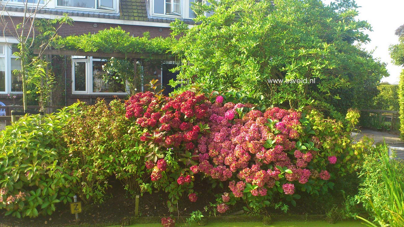 Hydrangea serrata 'Preziosa'