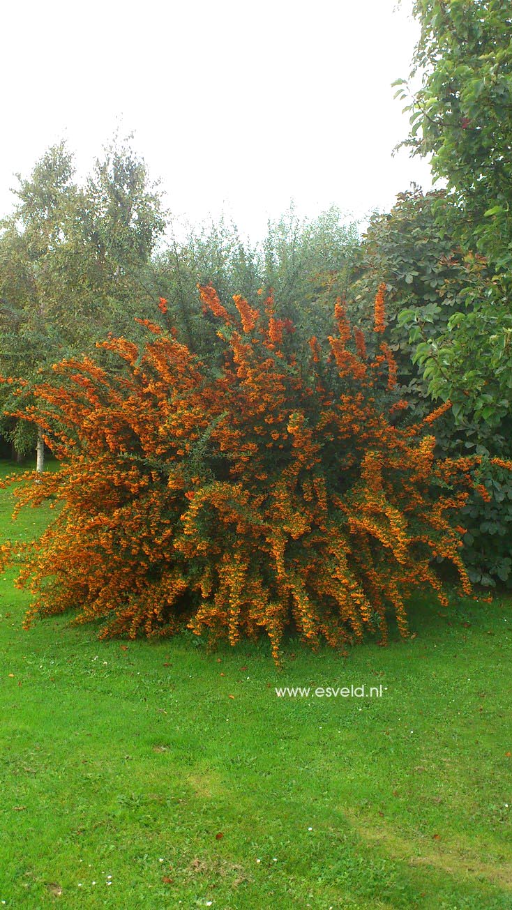 Pyracantha 'Orange Charmer'