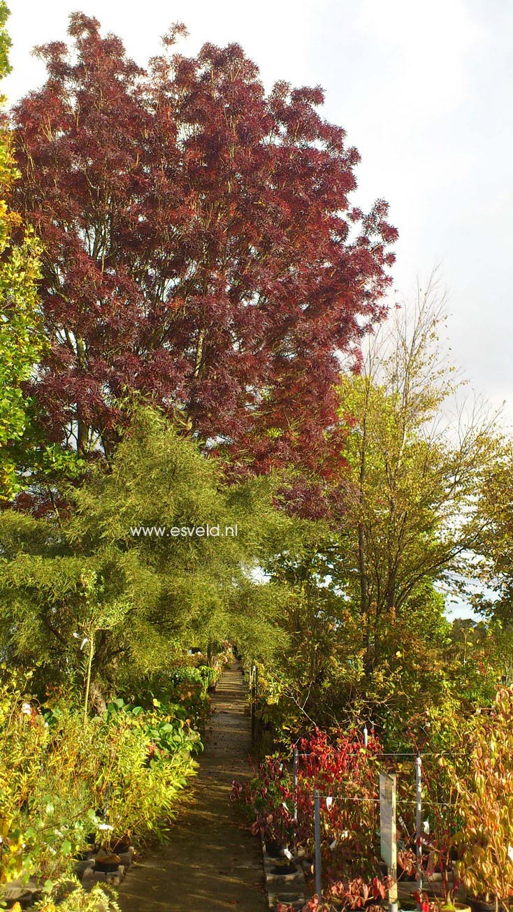 Fraxinus angustifolia