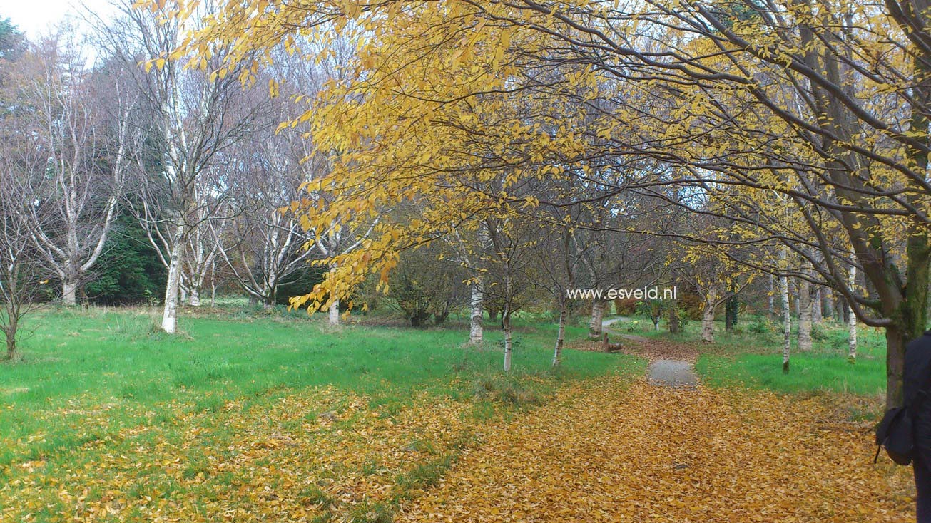 Betula alleghaniensis