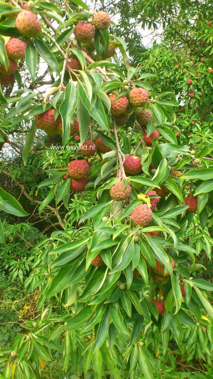 Cornus capitata