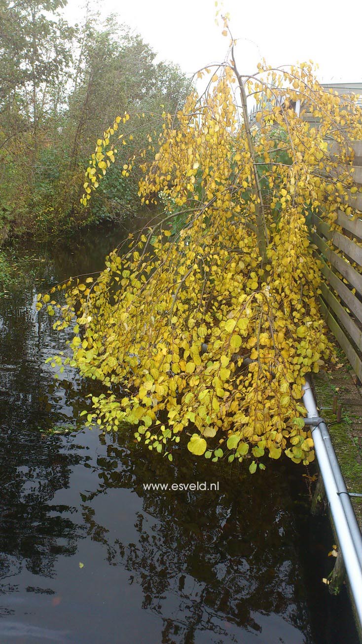 Cercidiphyllum japonicum 'Tidal Wave'