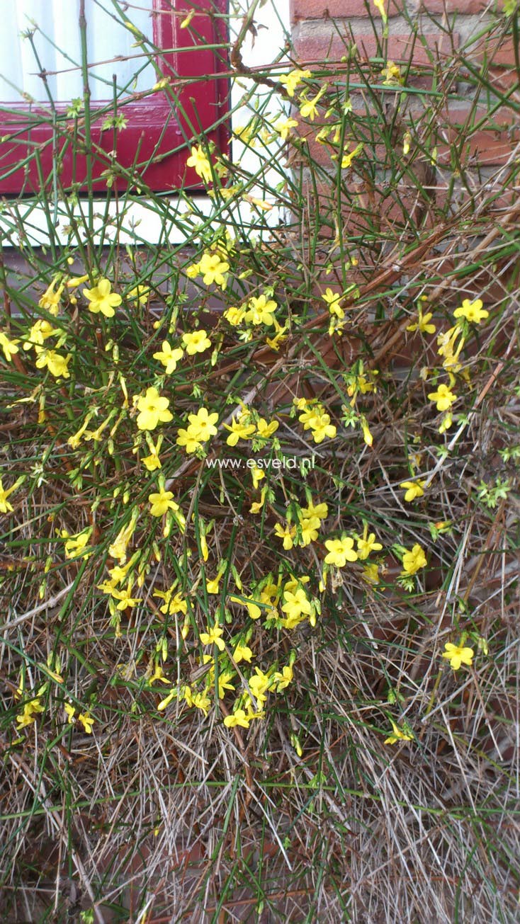 Jasminum nudiflorum