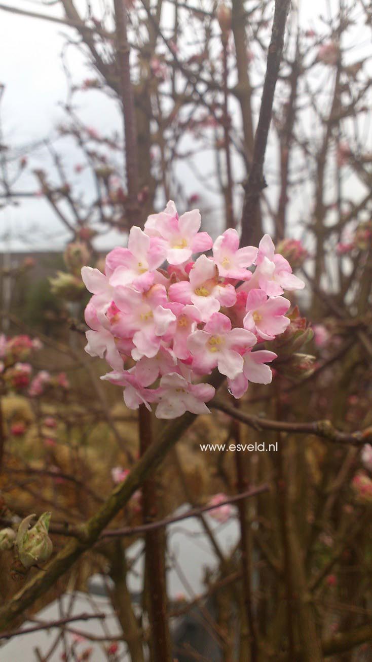 Viburnum bodnantense 'Dawn'