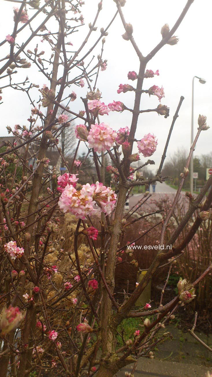 Viburnum bodnantense 'Dawn'