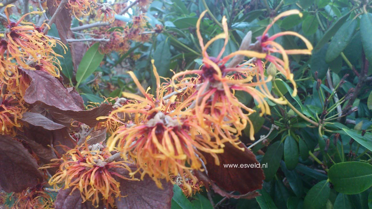 Hamamelis intermedia 'Jelena'