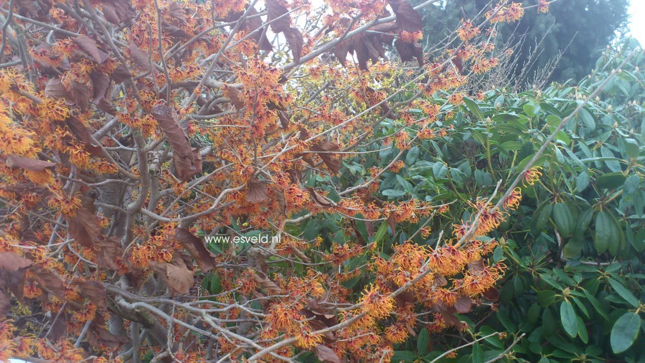 Hamamelis intermedia 'Jelena'