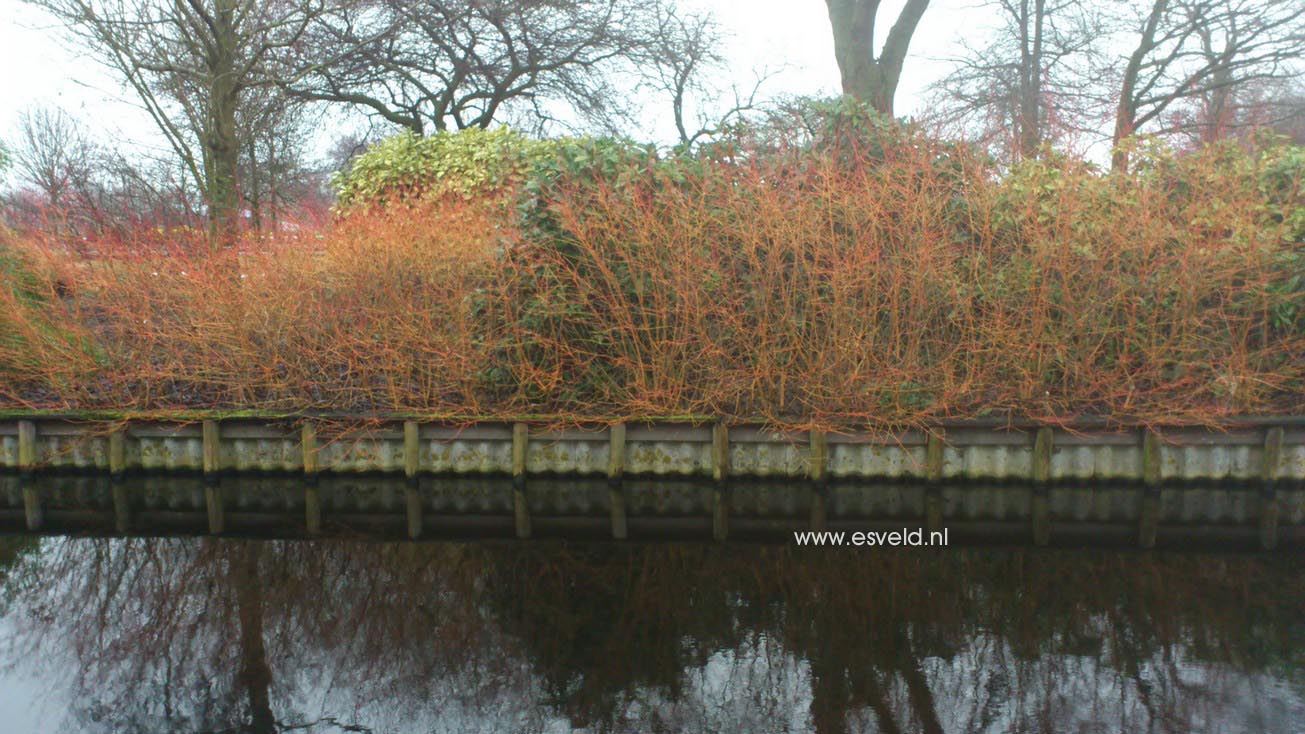 Cornus sanguinea 'Midwinter Fire'