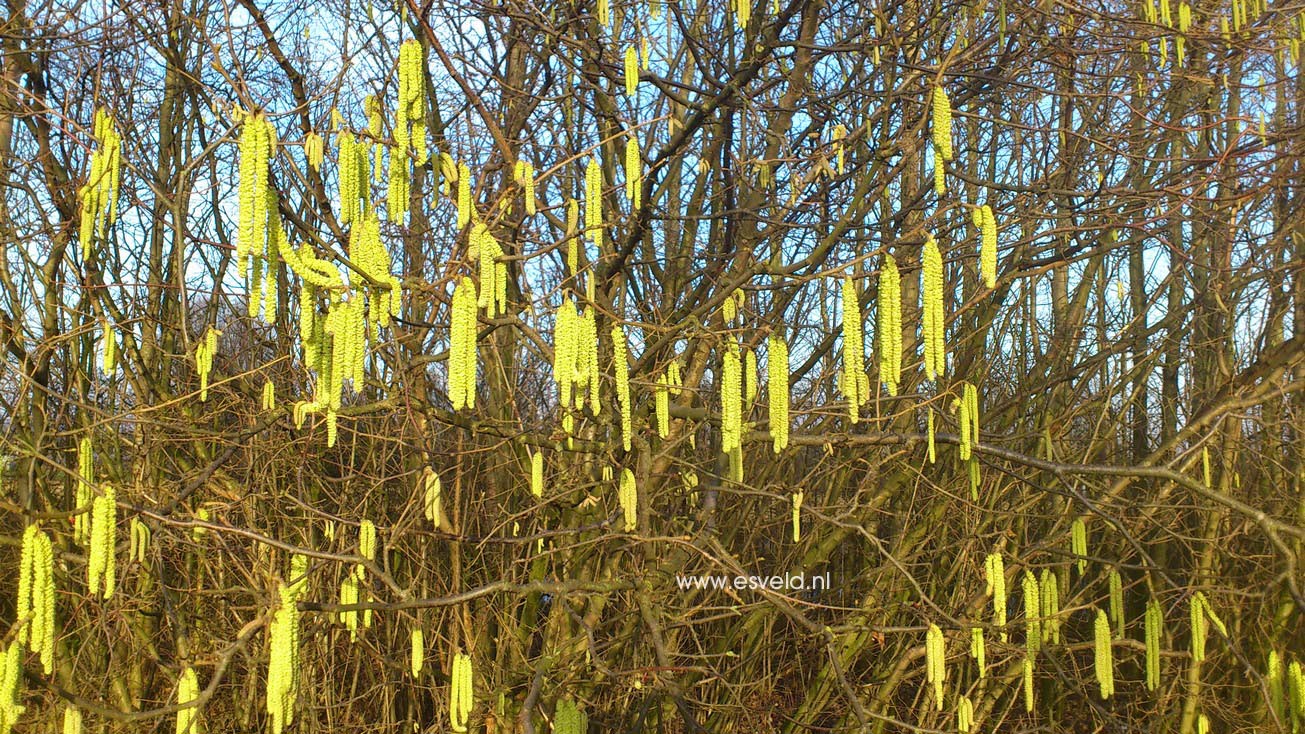 Corylus avellana