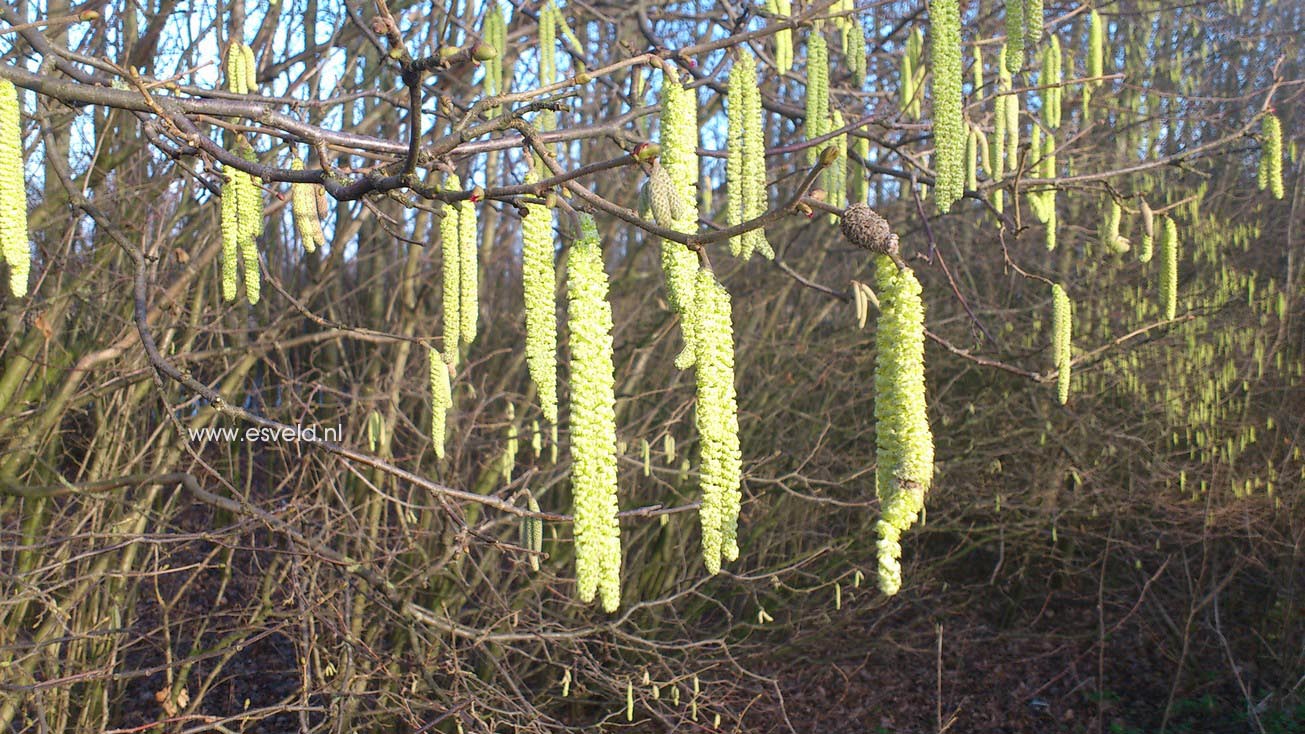 Corylus avellana