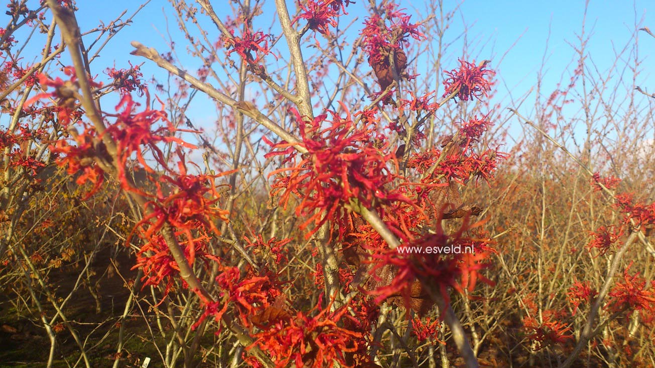 Hamamelis intermedia 'Arnhem'