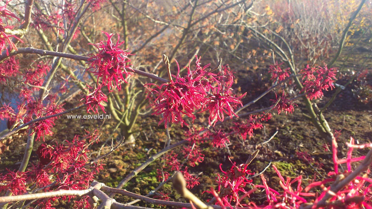 Hamamelis intermedia 'Livia'