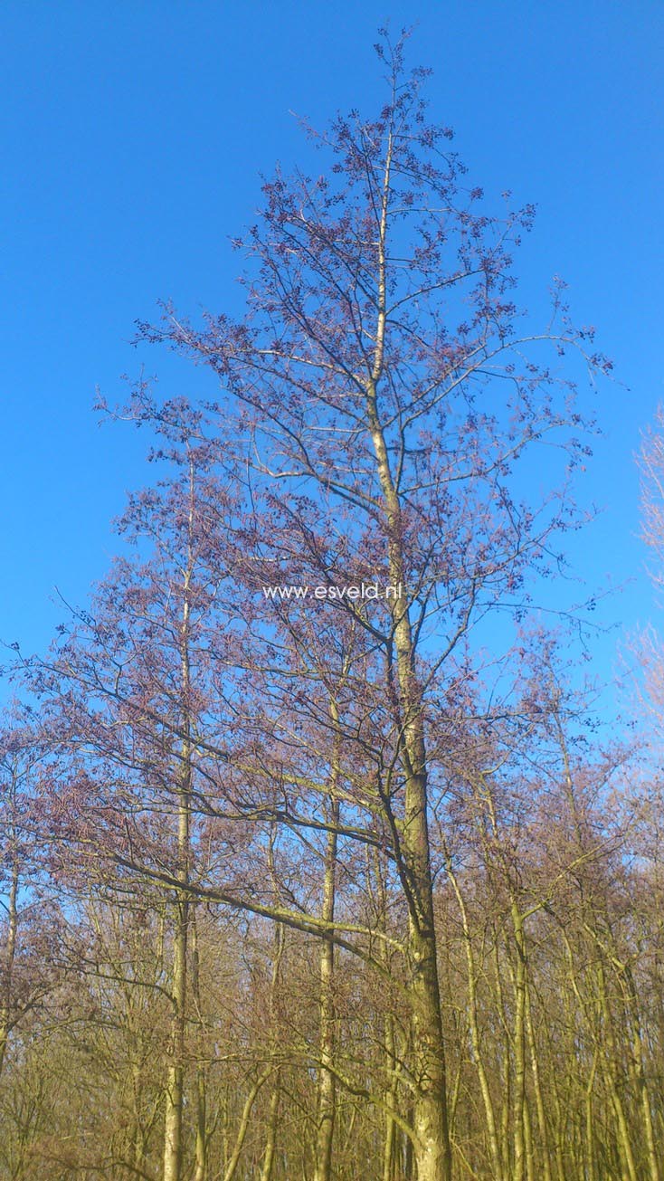 Alnus glutinosa