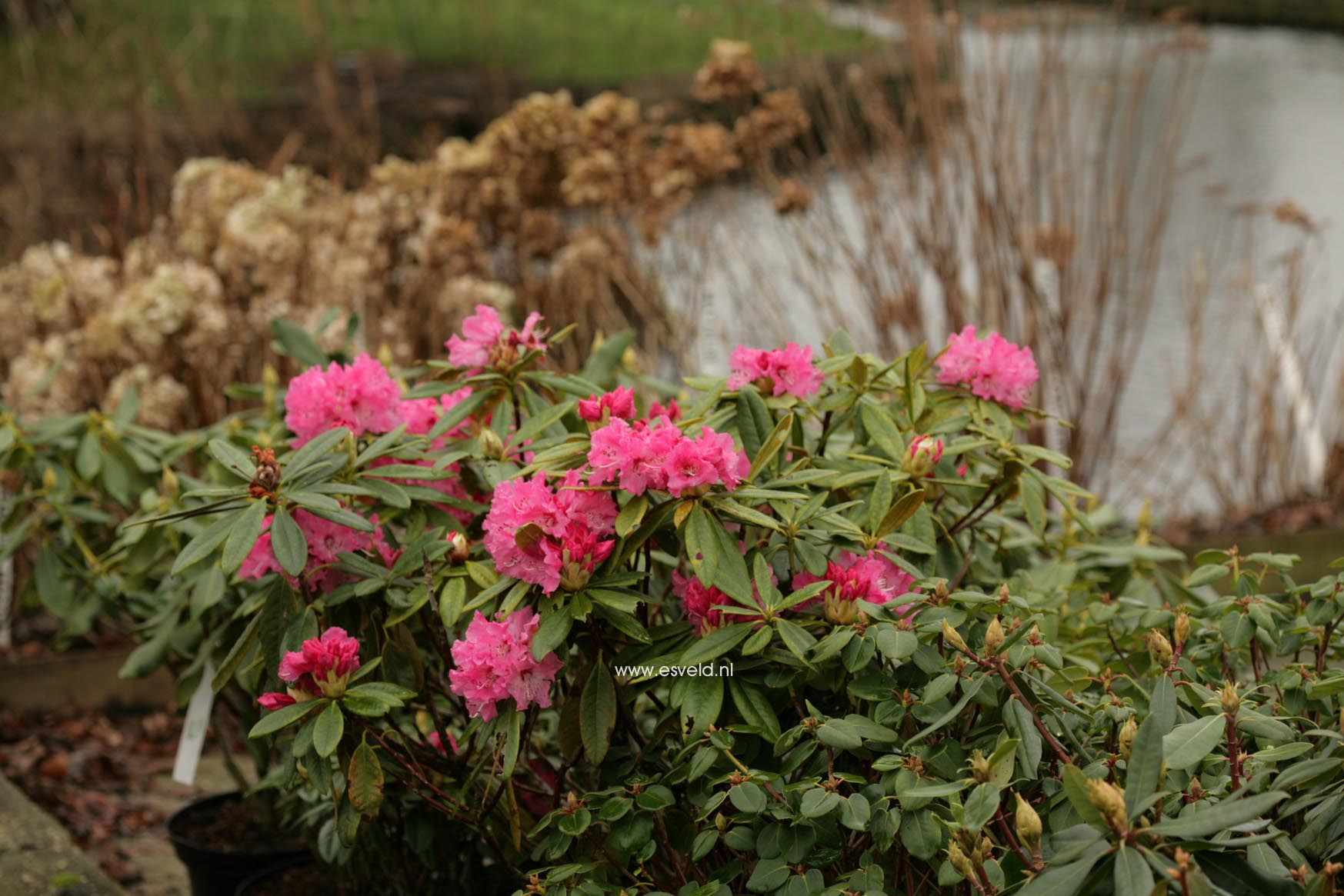 Rhododendron 'Lee's Scarlet'