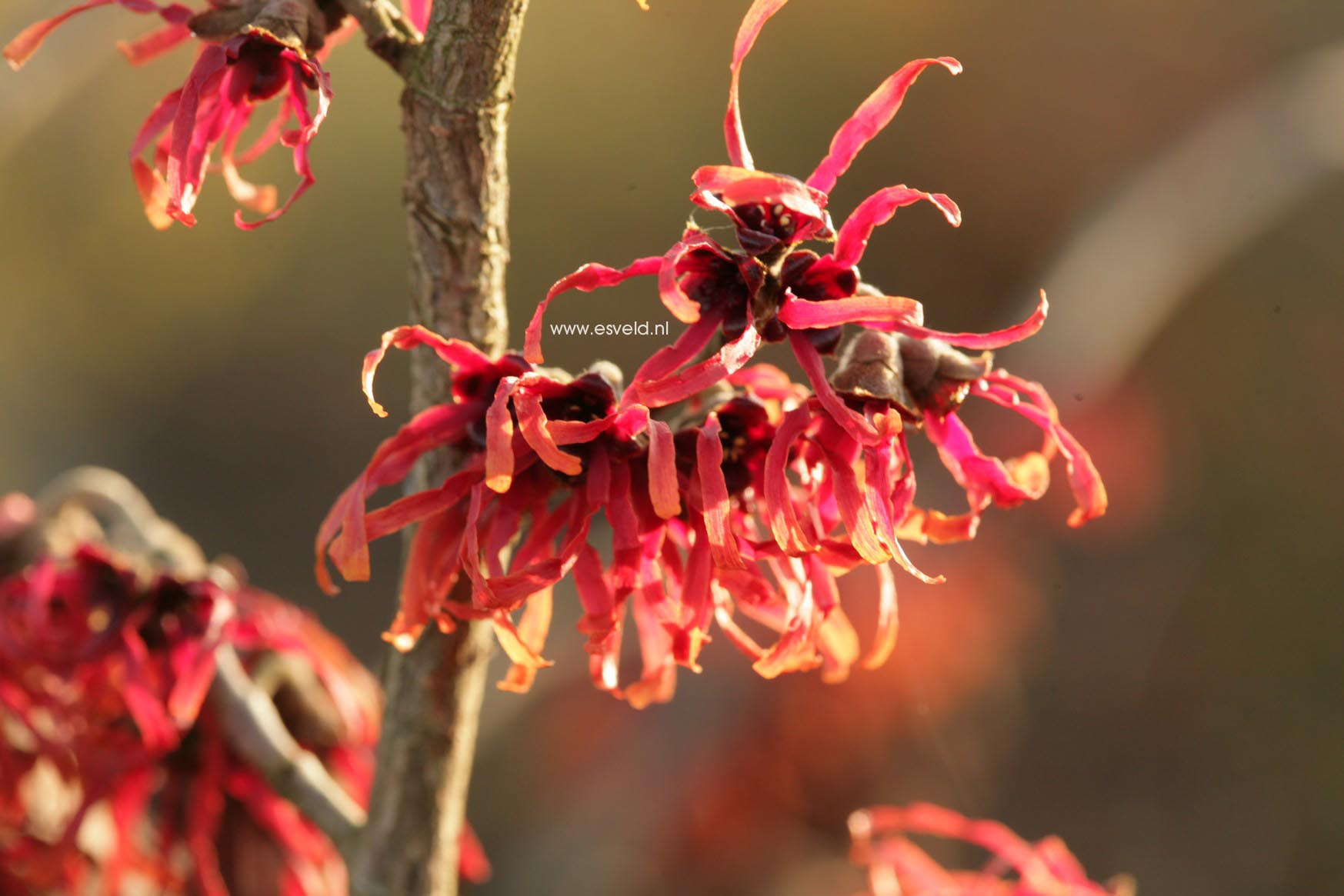 Hamamelis intermedia 'Diane'