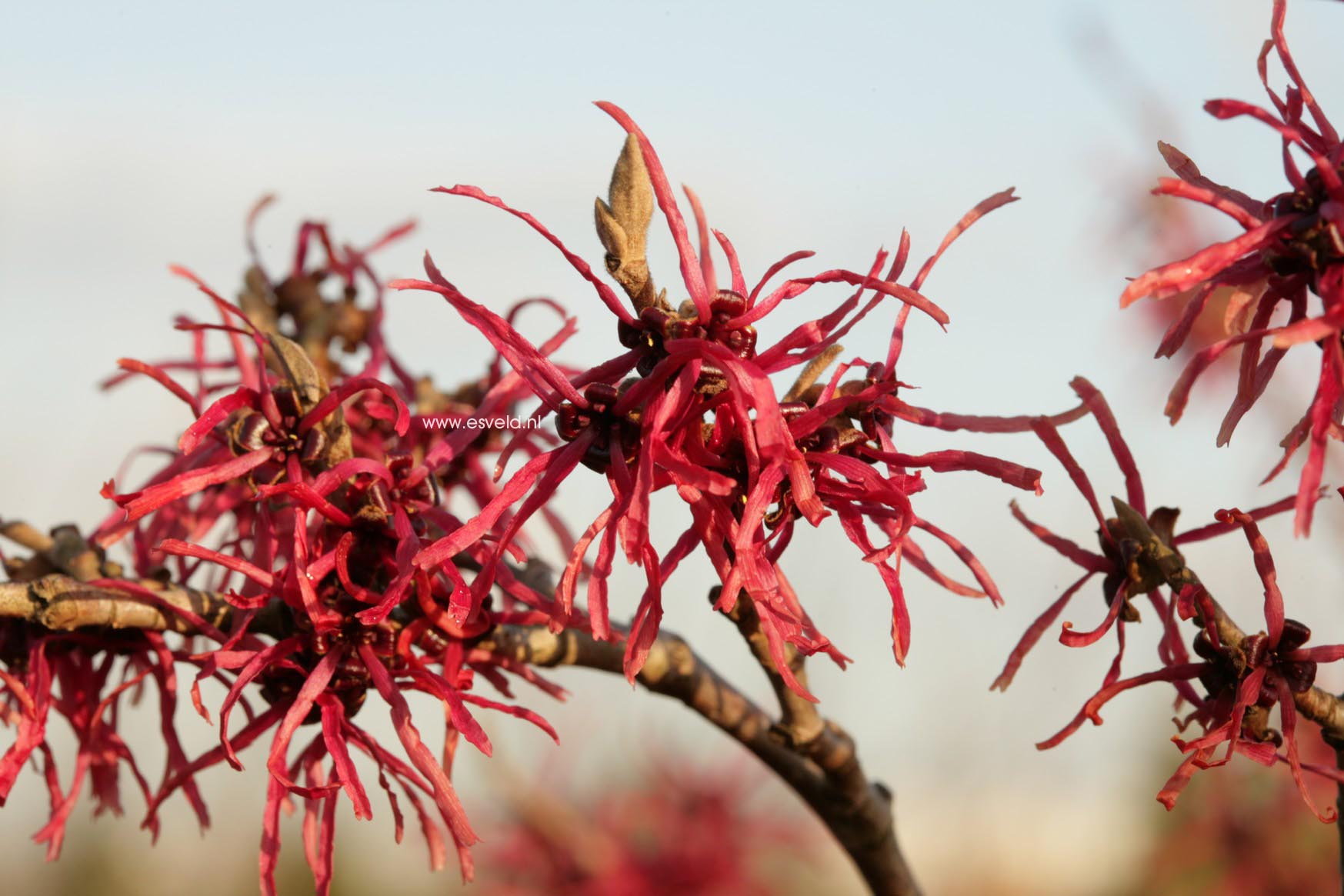 Hamamelis intermedia 'Livia'