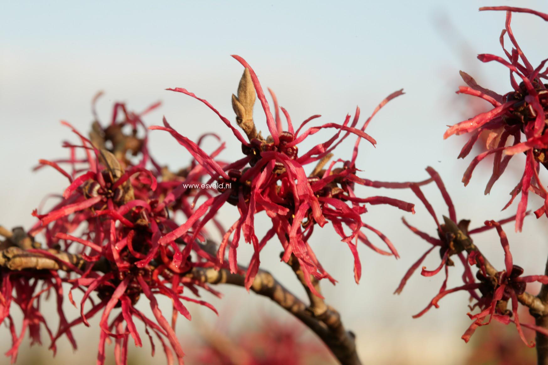 Hamamelis intermedia 'Livia'