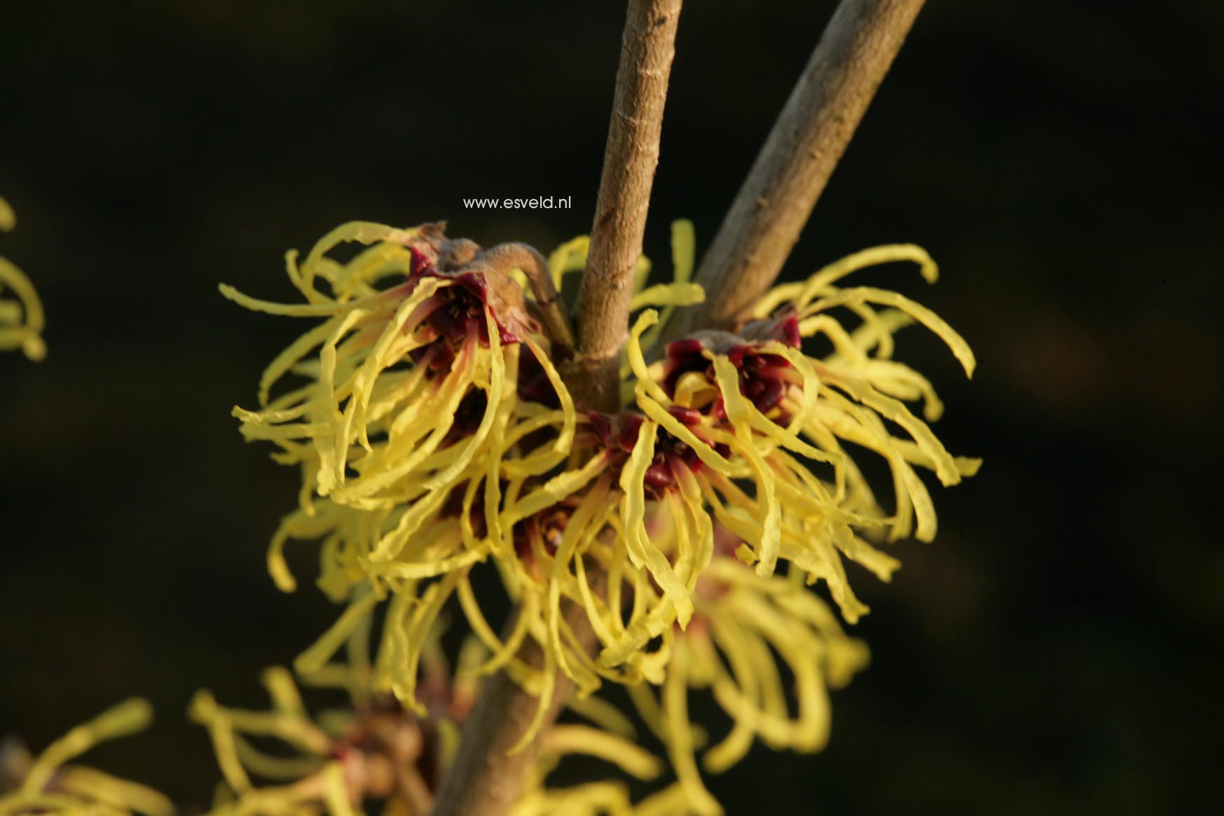 Hamamelis intermedia 'Advent'