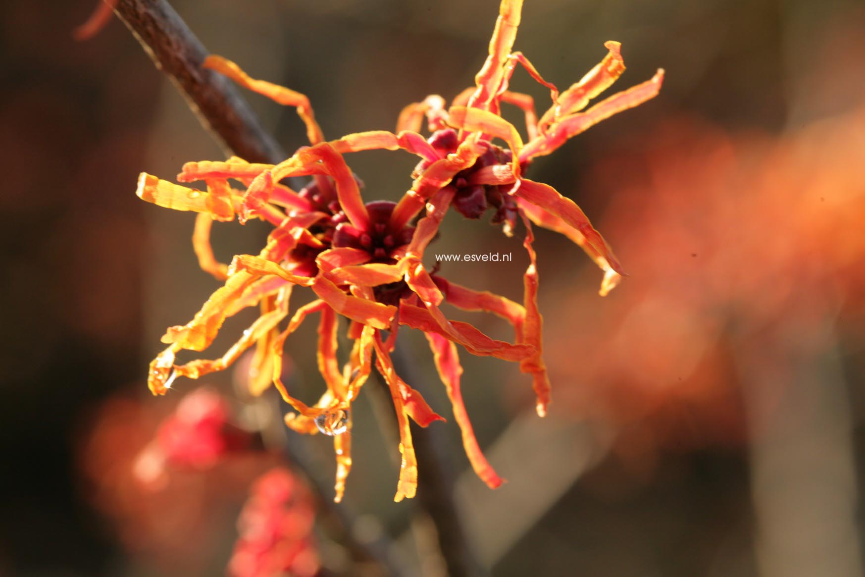 Hamamelis intermedia 'Arnhem'