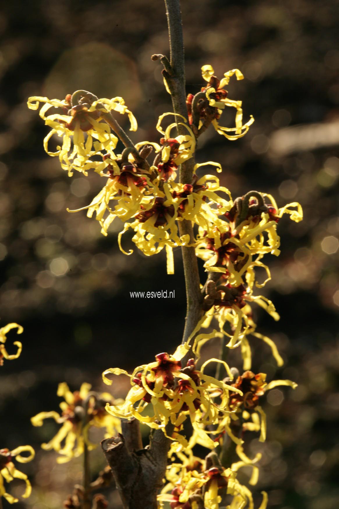 Hamamelis intermedia 'Advent'