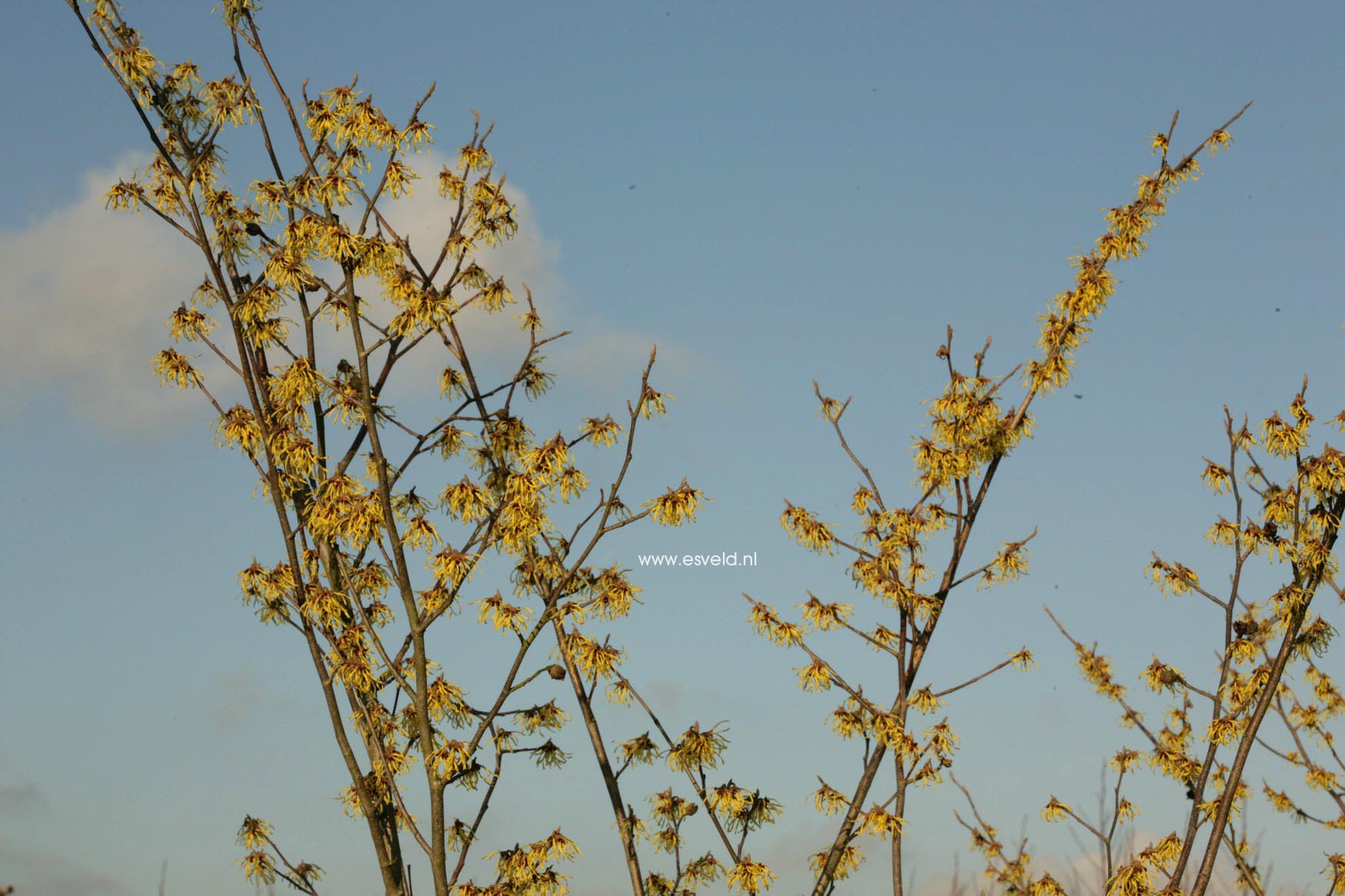 Hamamelis intermedia 'Arnold Promise'