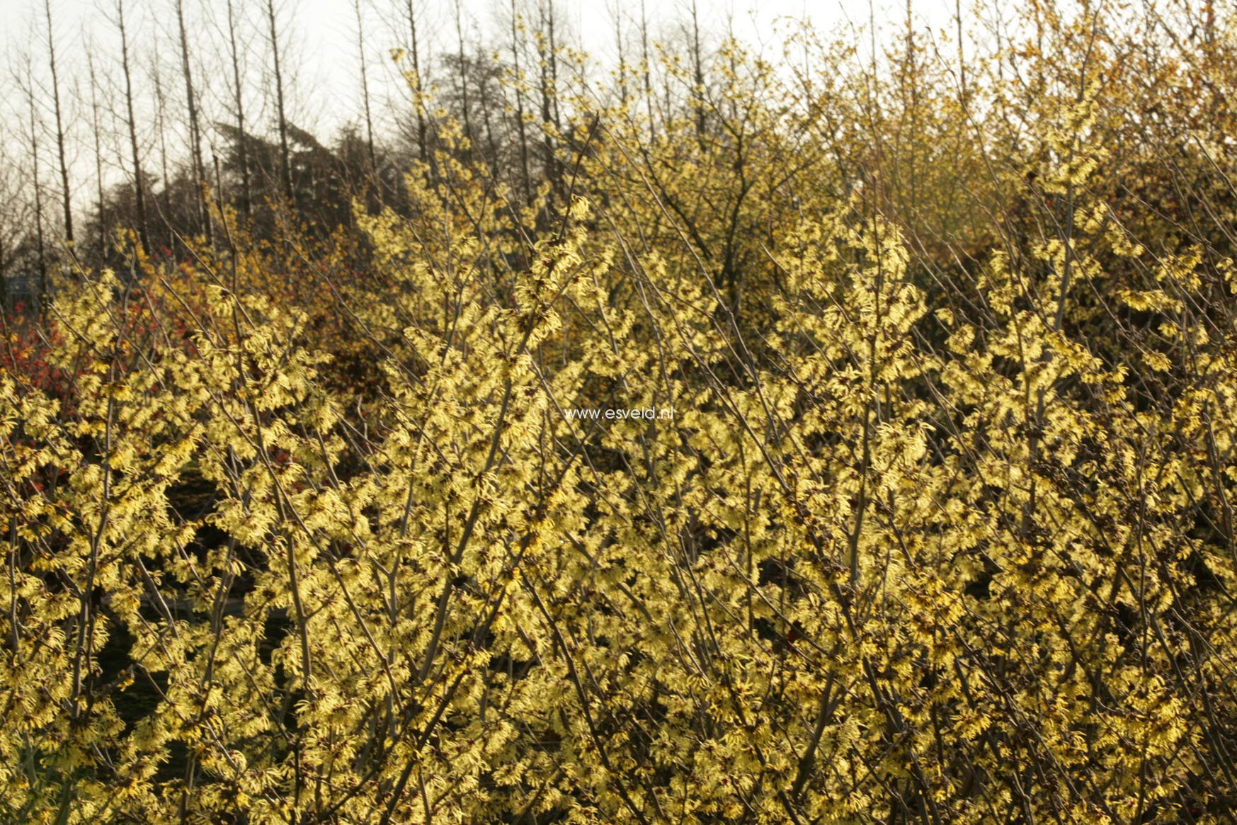 Hamamelis mollis 'Fred Chittenden' (=Pallida)