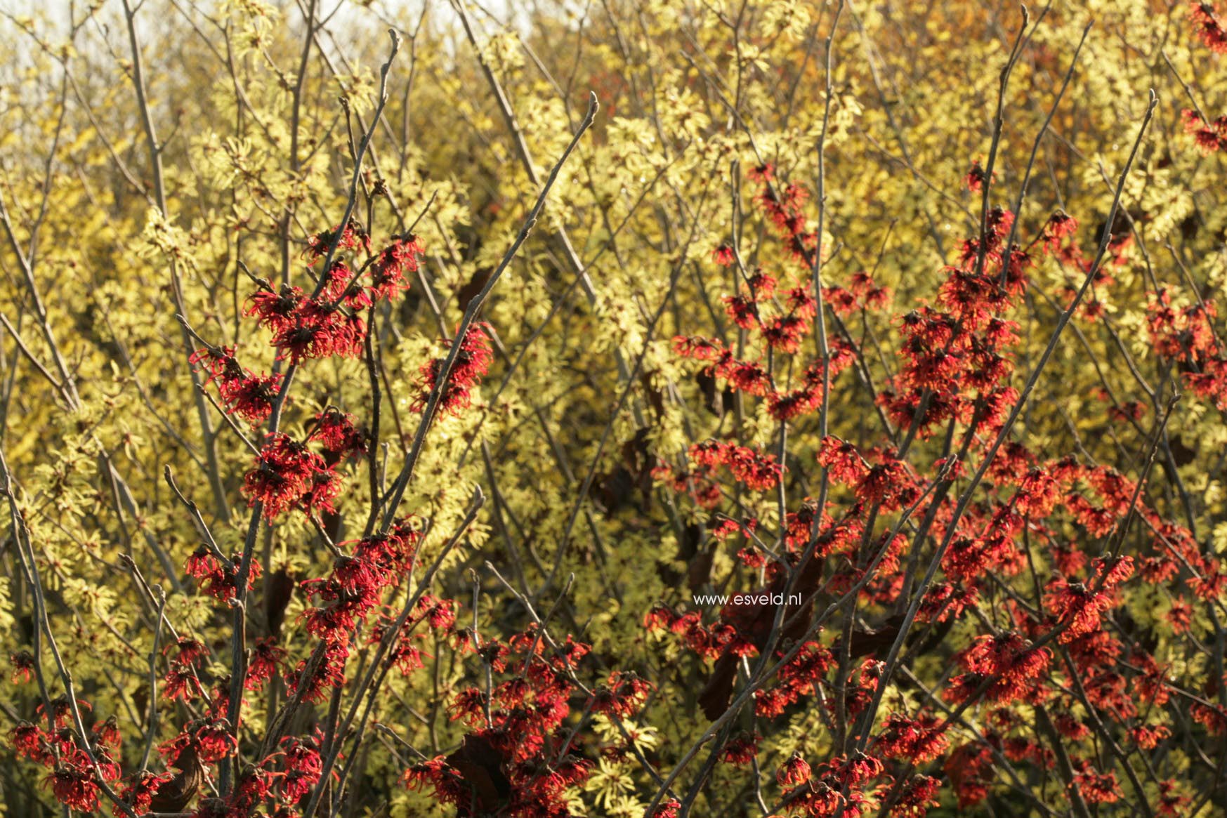 Hamamelis intermedia 'Diane'