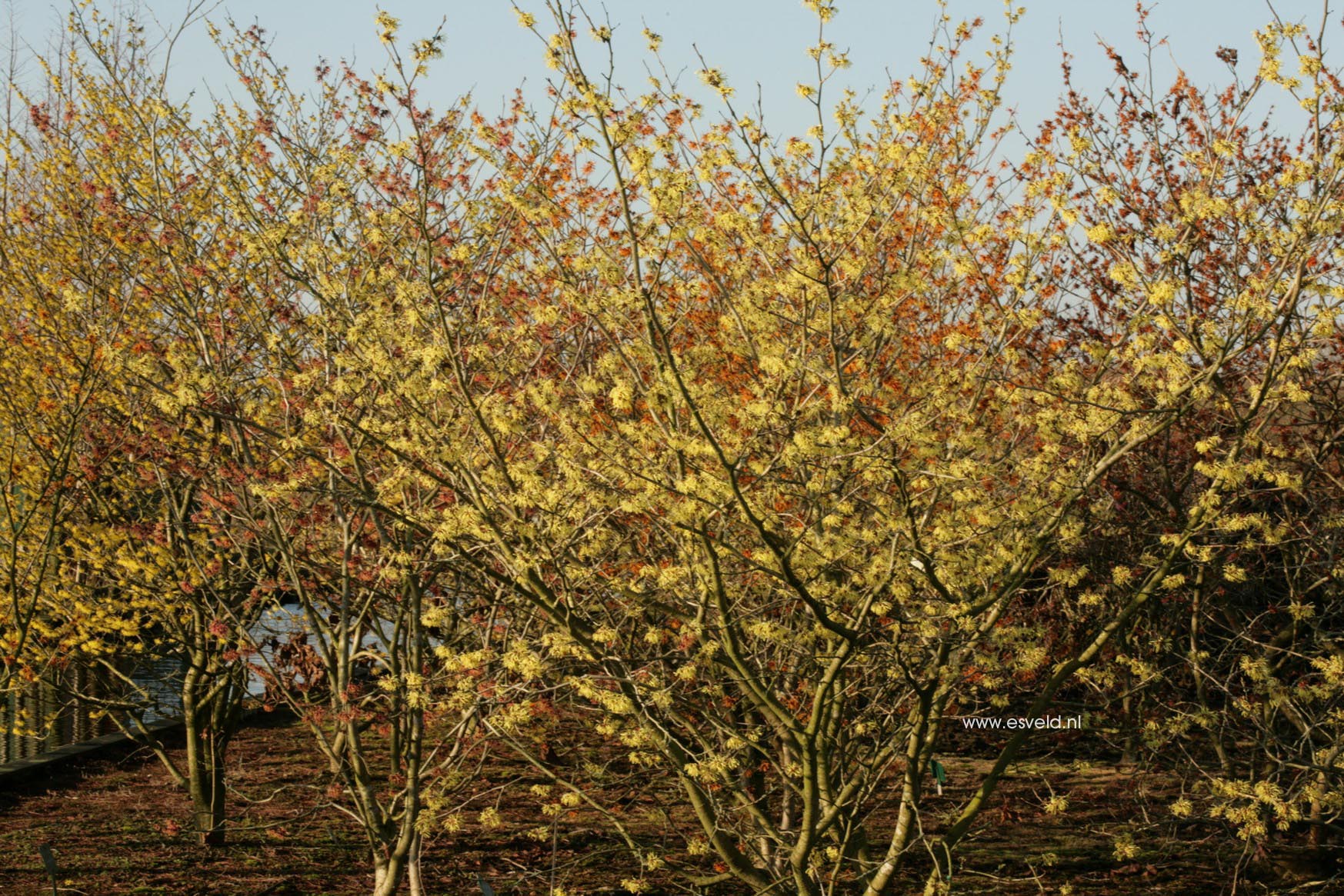 Hamamelis mollis 'Fred Chittenden' (=Pallida)