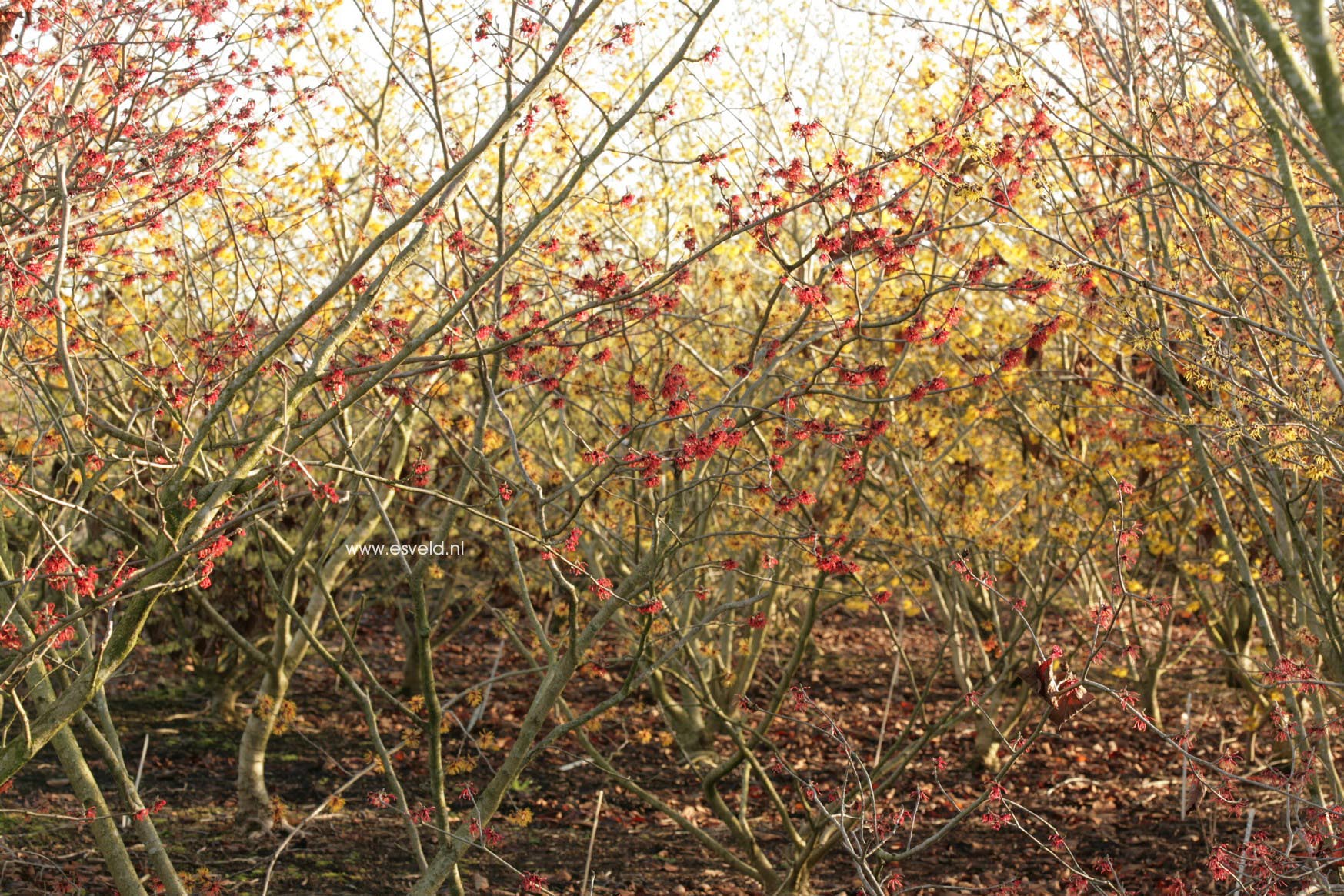 Hamamelis intermedia 'Diane'