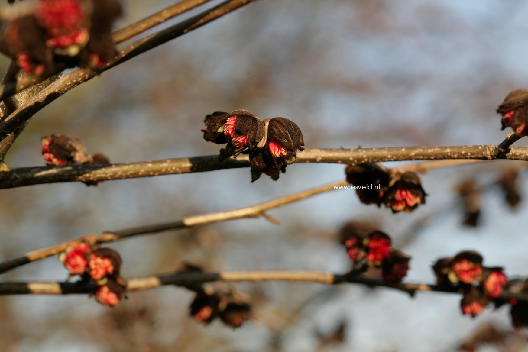 Parrotia persica