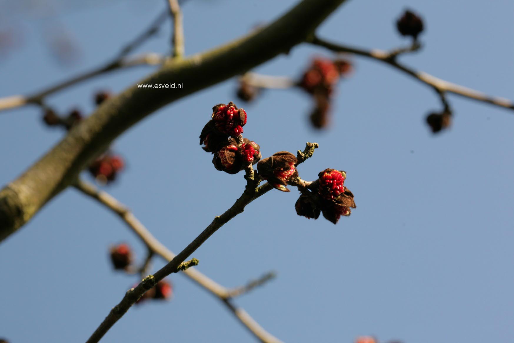 Parrotia persica