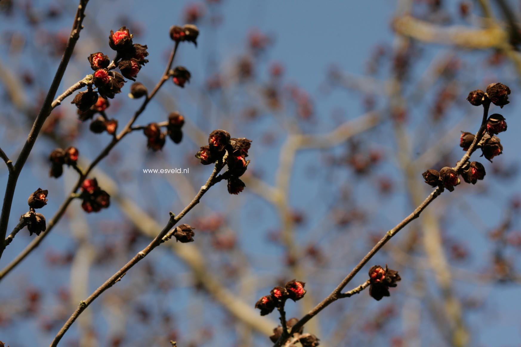 Parrotia persica