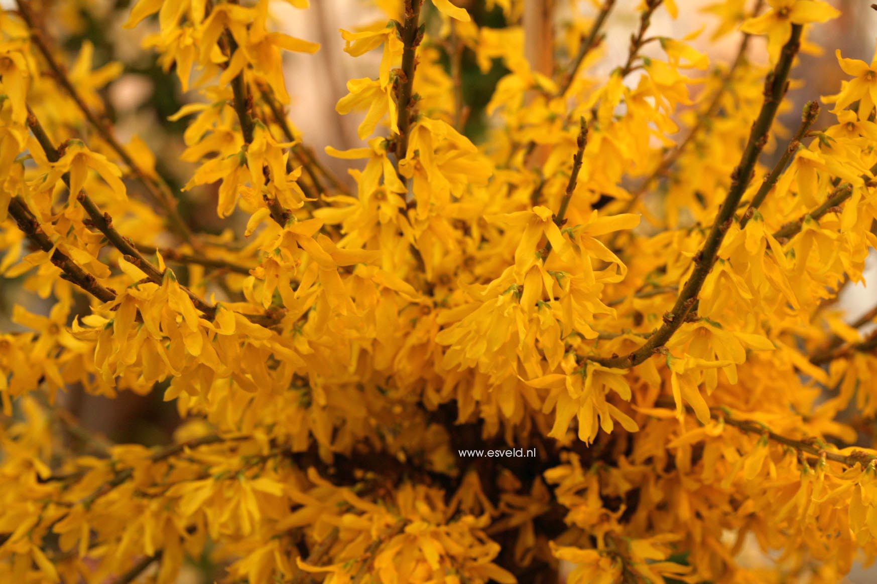 Forsythia 'Courtasol' (MAREE D'OR)