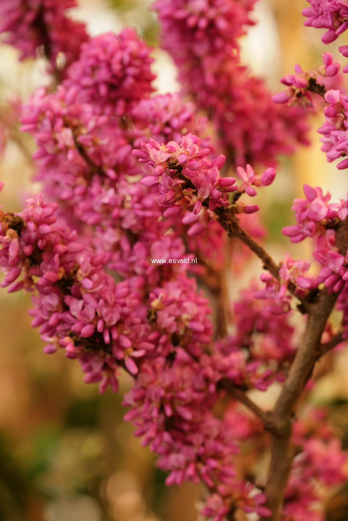 Cercis chinensis 'Avondale'