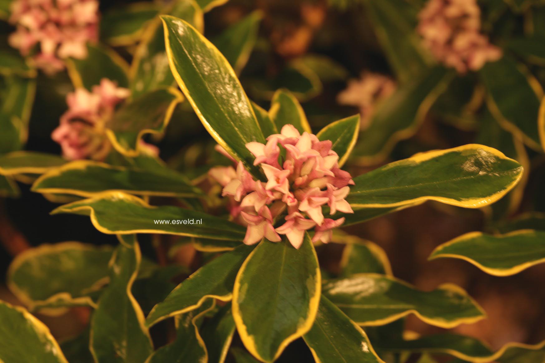 Daphne odora 'Aureomarginata'