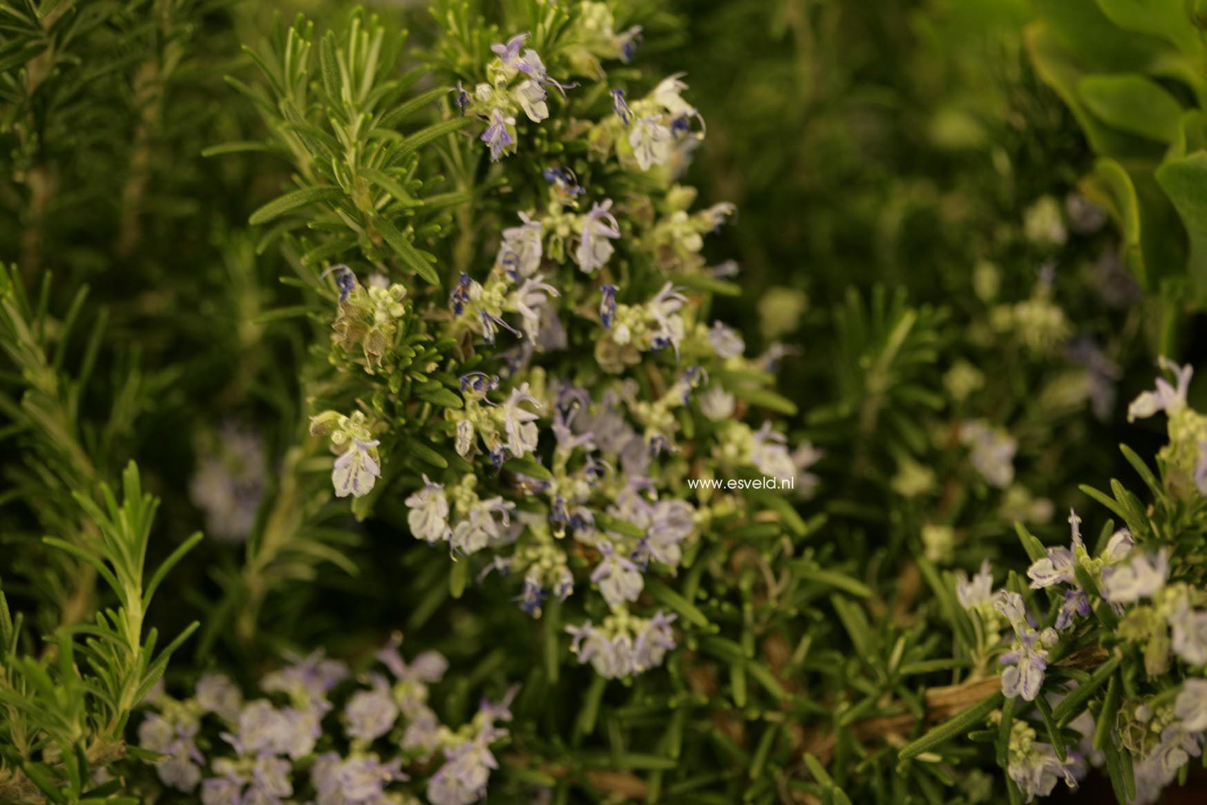 Rosmarinus officinalis 'Capri'