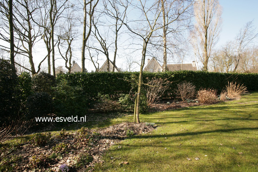 Prunus laurocerasus 'Rotundifolia'