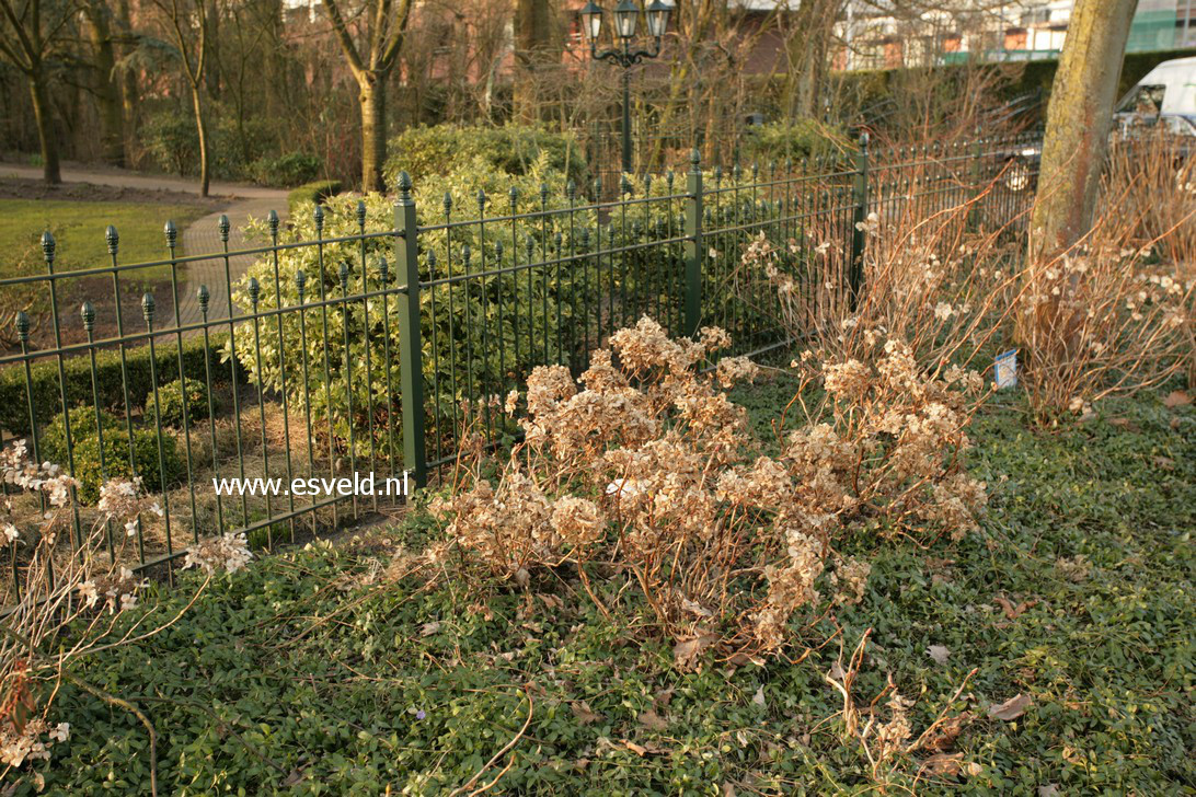 Hydrangea macrophylla