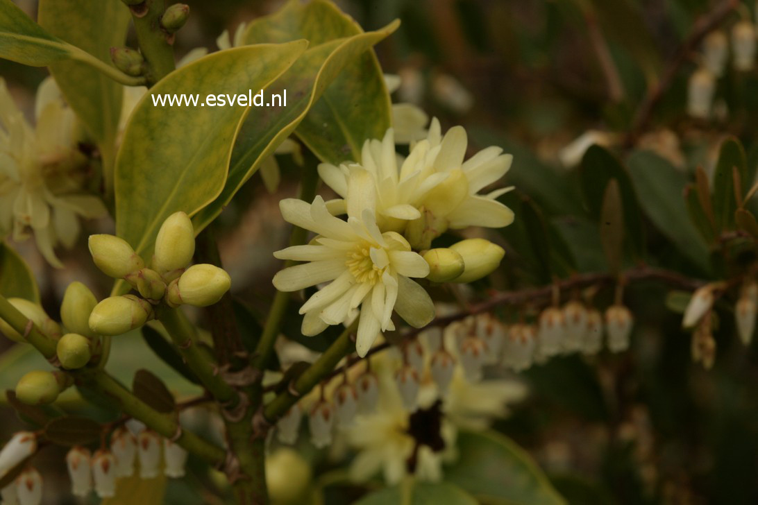 Illicium anisatum