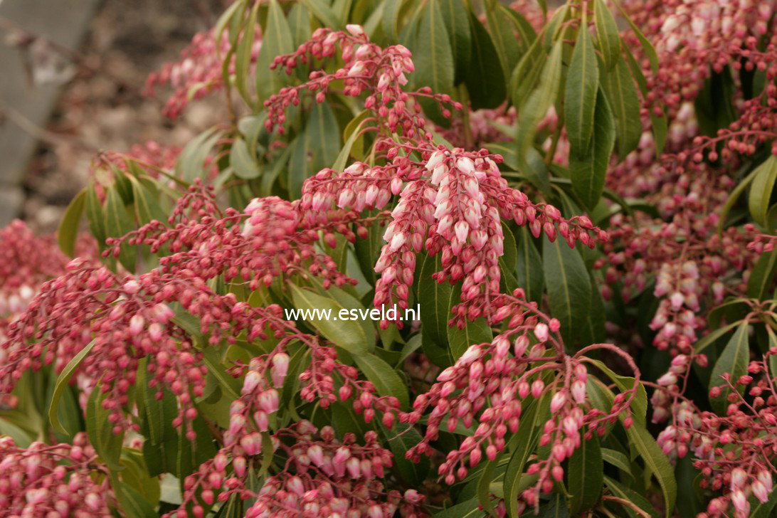 Pieris japonica 'Rosalinda'