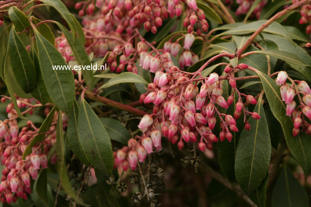 Pieris japonica 'Pink Delight'