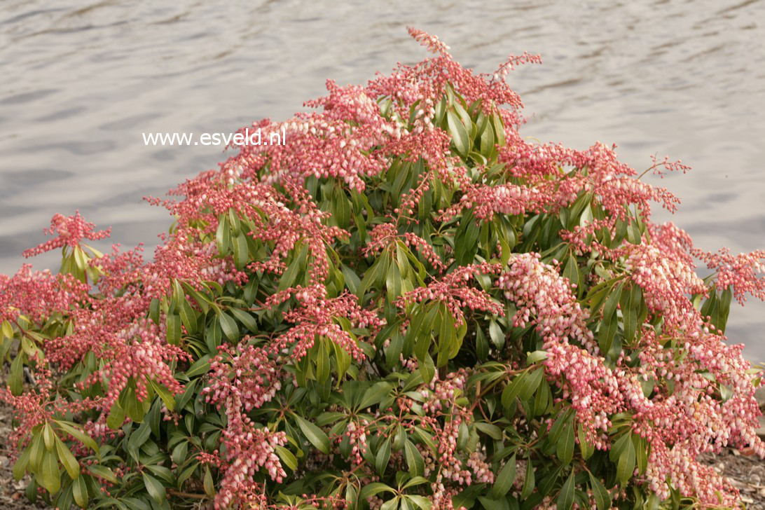 Pieris japonica 'Rosalinda'