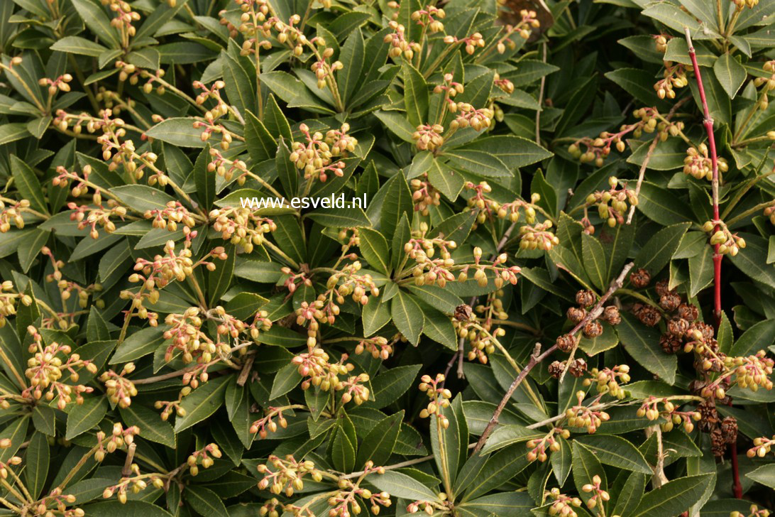 Pieris japonica 'Prelude'