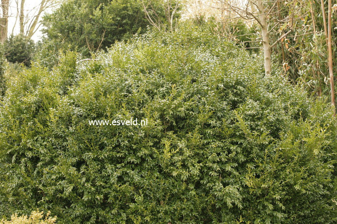 Buxus sempervirens 'Angustifolia'